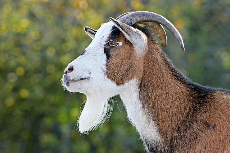 Dreaming About Goat - Decoding The Most Complete And Accurate Meaning