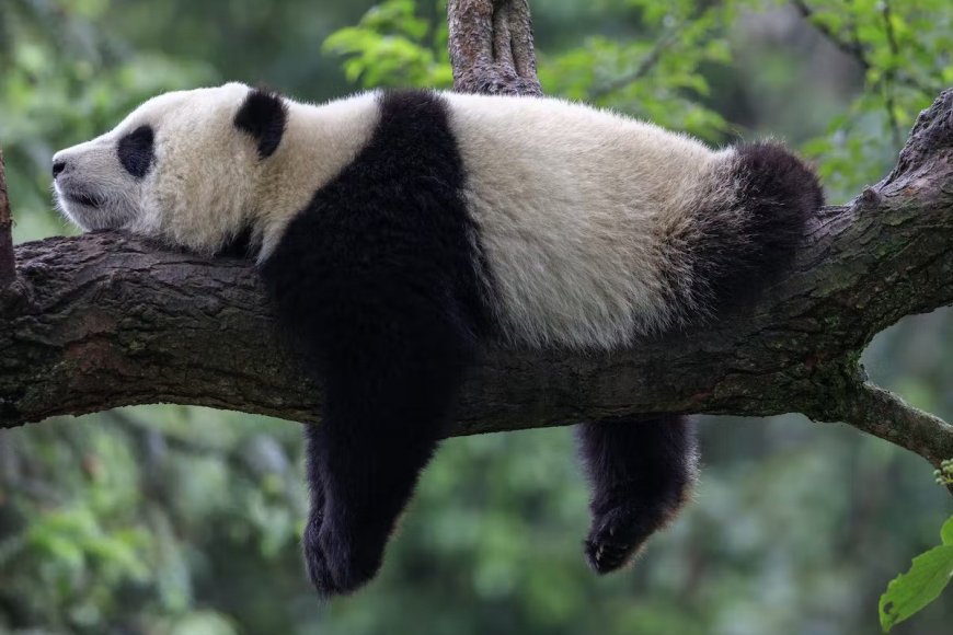 Nằm Mơ Thấy Gấu Trúc- Giải Mã Ý Nghĩa Chi Tiết Nhất