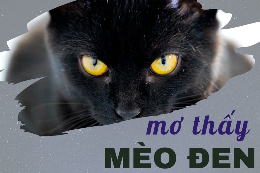 Nằm mờ thấy mèo đen