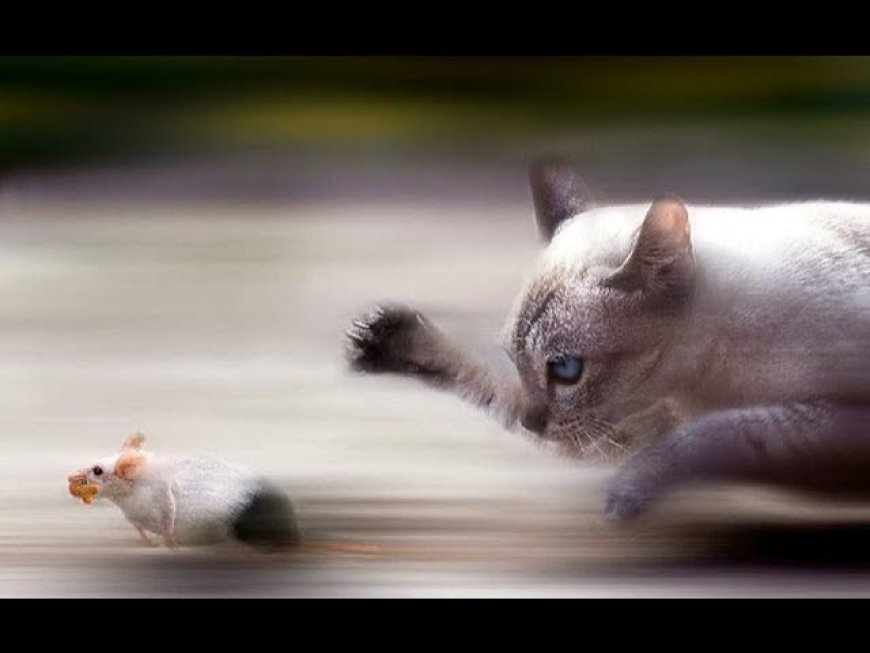 mơ thấy mèo đuổi chuột