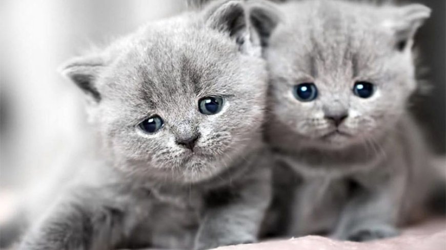 Dreams about cats signal good or bad omen - Detailed interpretation of meaning