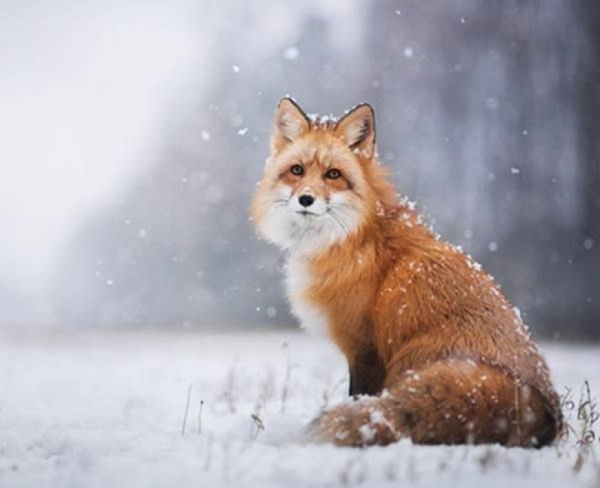 Dreaming About Foxes - Decoding The Most Detailed Meaning