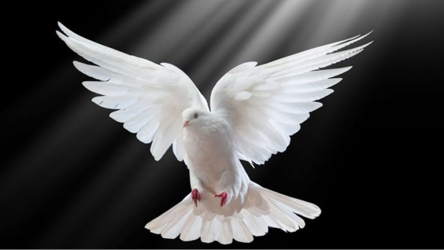 Dreaming About Doves - Decoding The Most Detailed Meaning