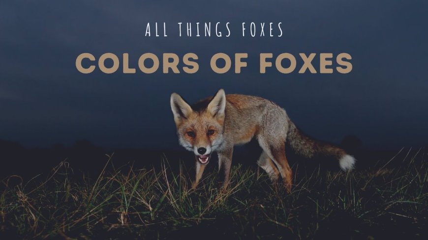 Meaning by color of Fox