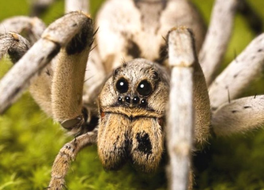 Dreaming About Spiders - Decoding The Most Detailed Meaning