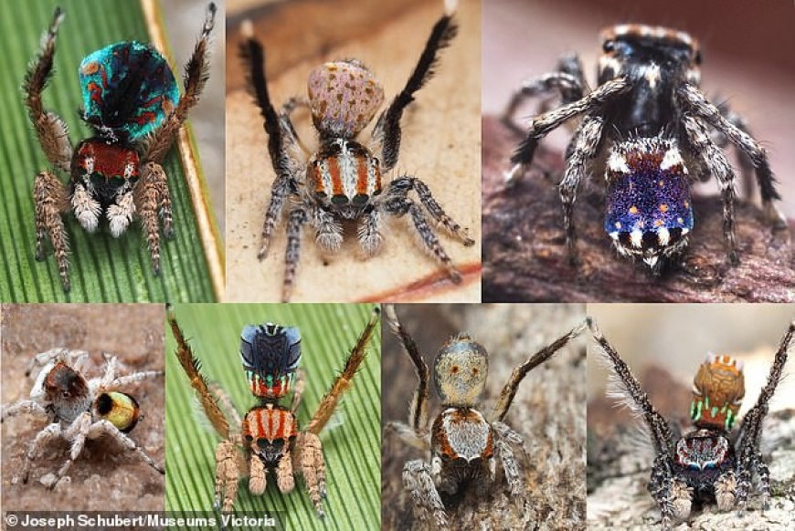 Dream Meaning of Different Colored Spiders