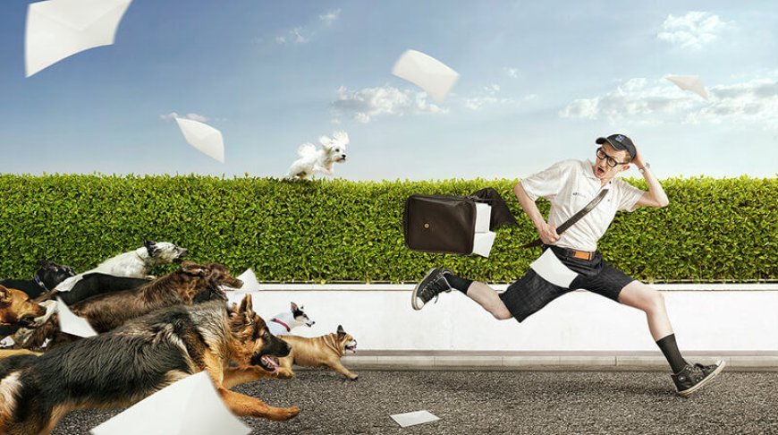 What Does It Mean To Dream About Being Bitten By A Dog Or Attacked By A Dog?